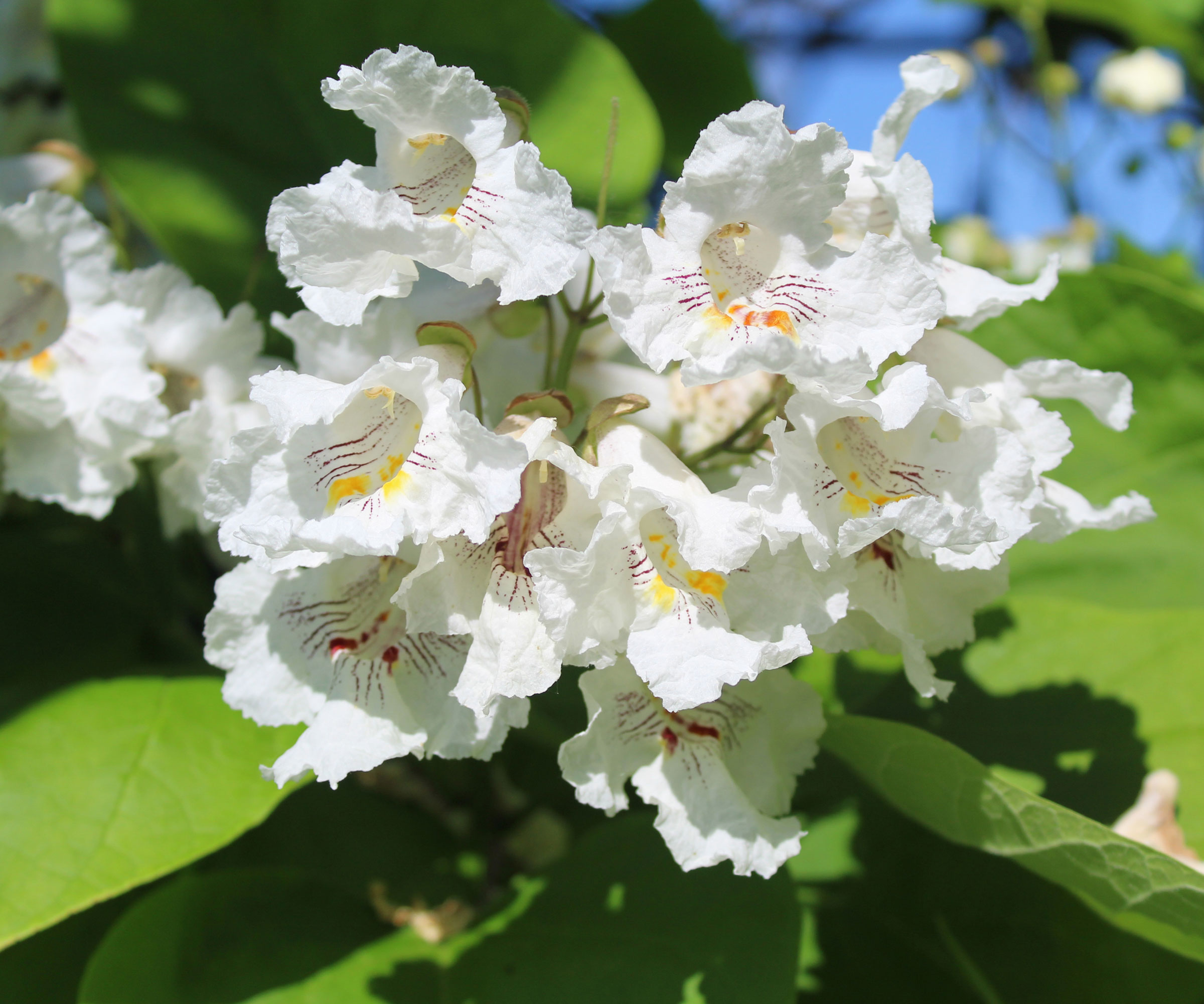 northern catalpa tree with white flowers against blue sky