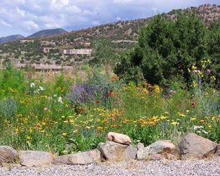 wildflowers and native planting in a dry garden bed