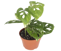 Monstera plant, Amazon