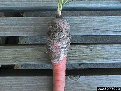 Carrot With Southern Blight Disease