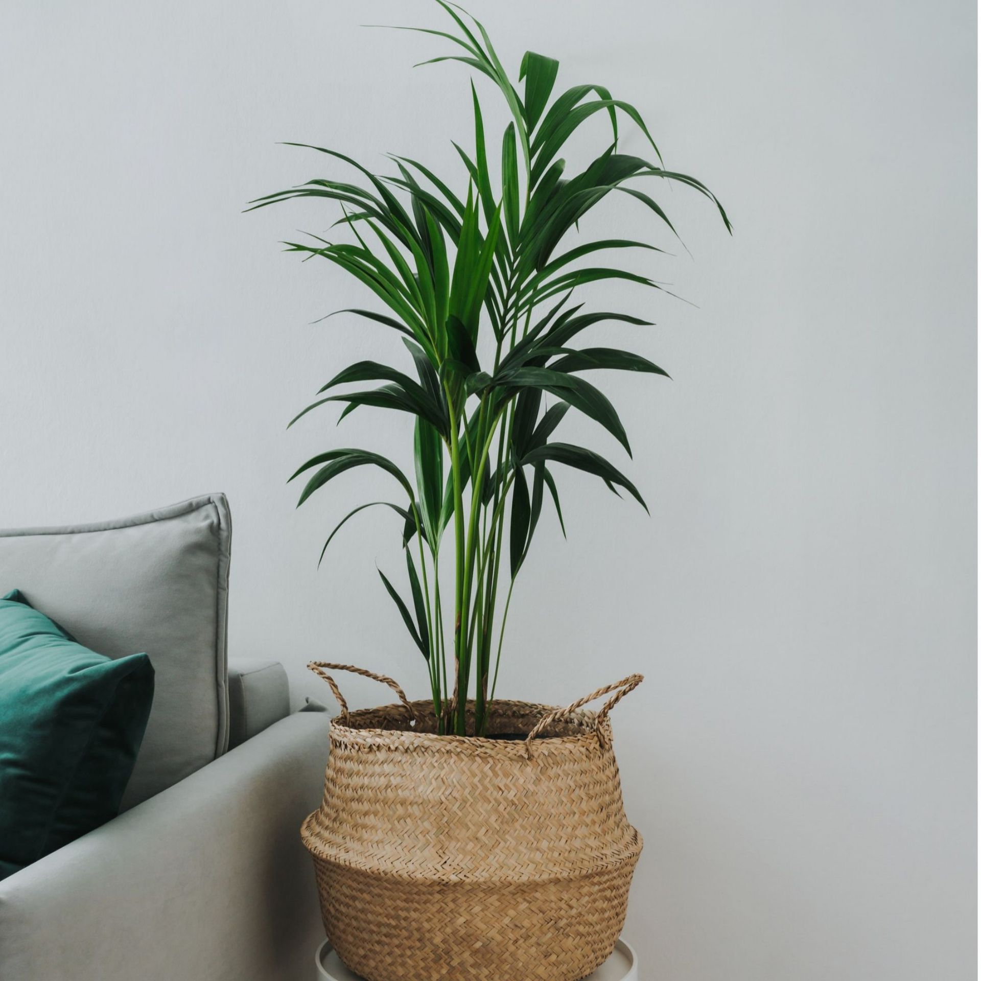 Kentia palm houseplant in wicker planter with handles