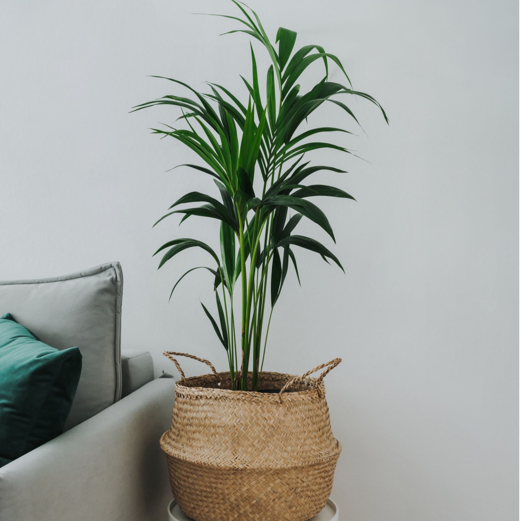 Kentia palm houseplant in wicker planter with handles