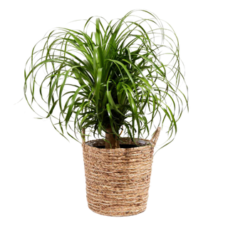 Ponytail Palm Tree from Lively Root