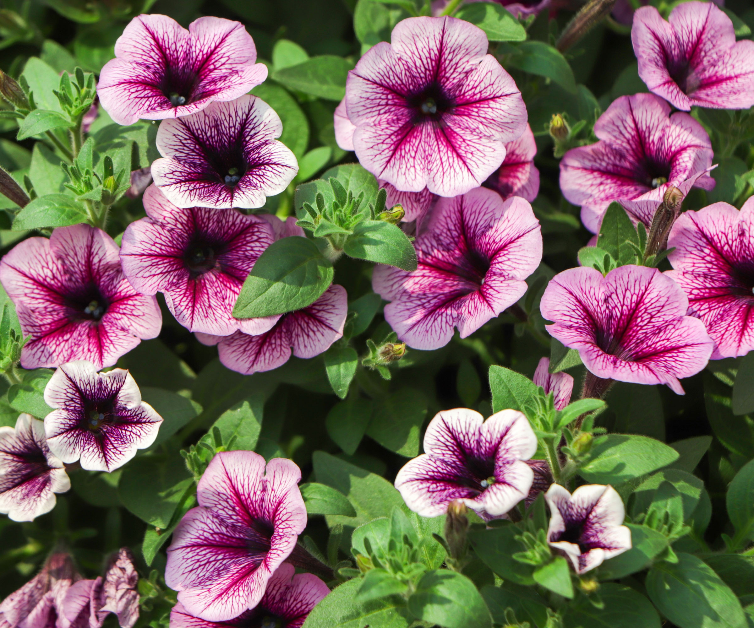 purple calibrachoa in full bloom
