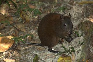 Musky Rat-Kangaroo