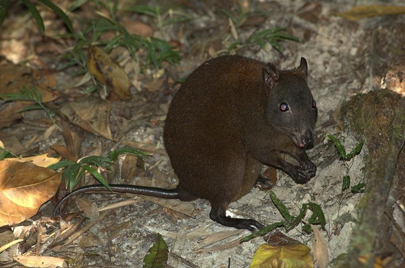 Musky Rat-Kangaroo