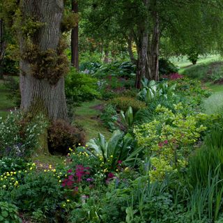 layered planting of greenery and flowers in a woodland garden