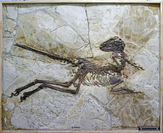 The preserved skeleton of feathered, short-armed dinosaur, Zhenyuanlong suni.