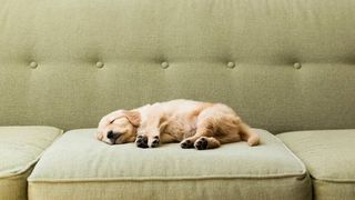 How to tire out a puppy. A puppy sleeping on the sofa