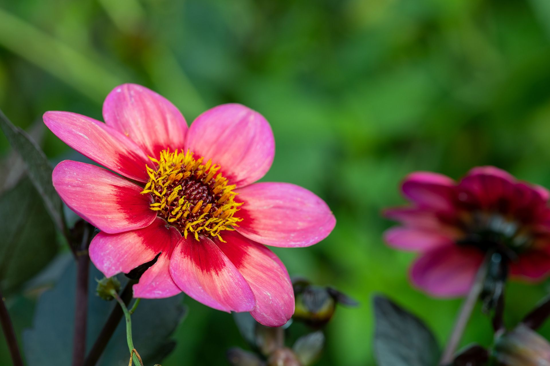 How to overwinter dahlias Homes & Gardens
