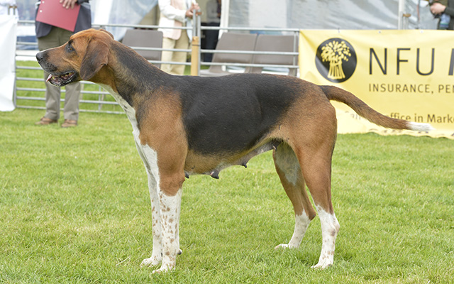 The Wynnstay claim the overall Old English bitch hound title with their brood bitch class winner Christmas 13