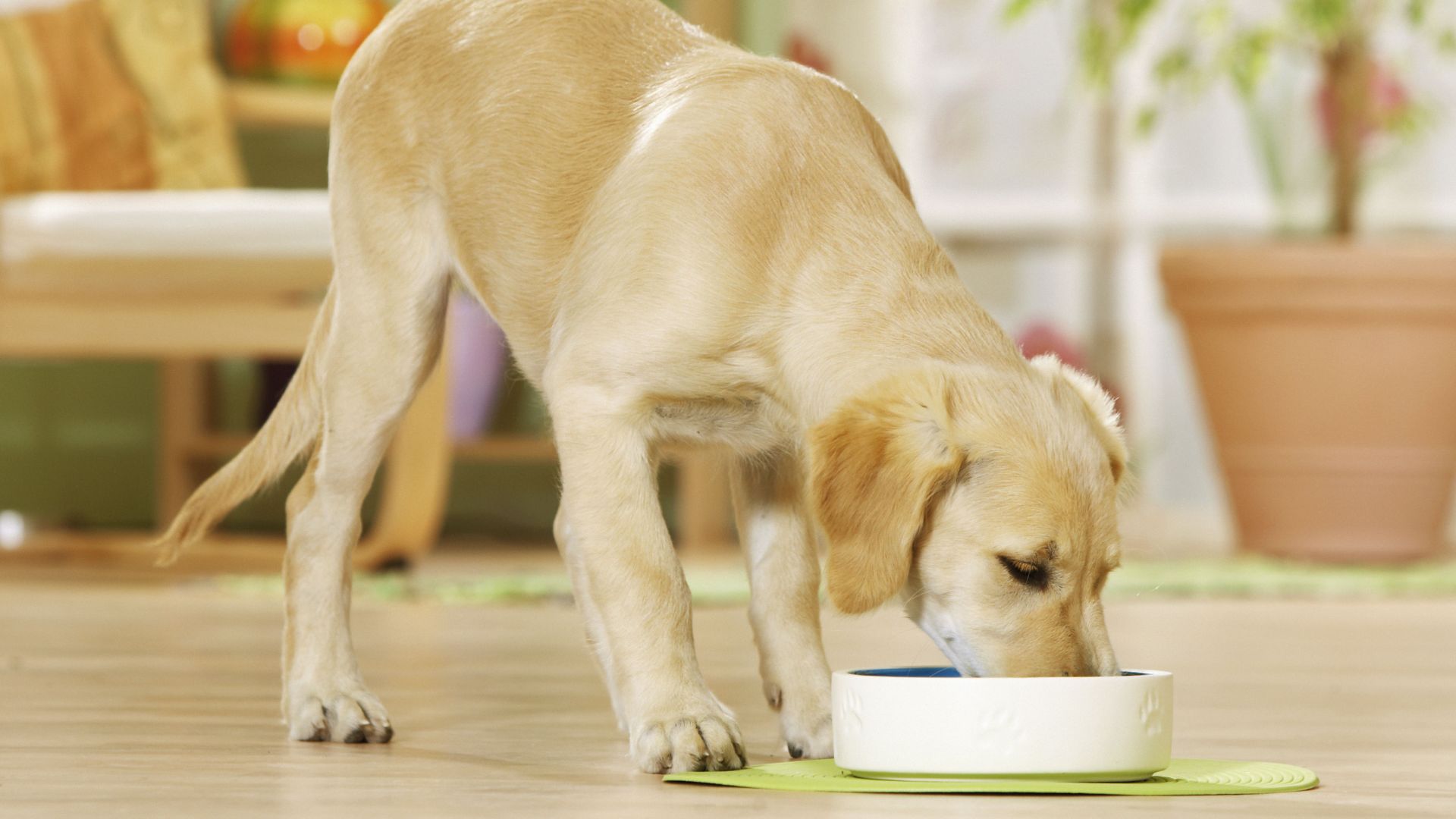 Young dog eats from a bowl on the floor
