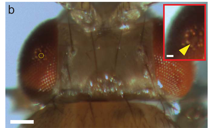 fruit fly brain, laser surgery, brain surgery