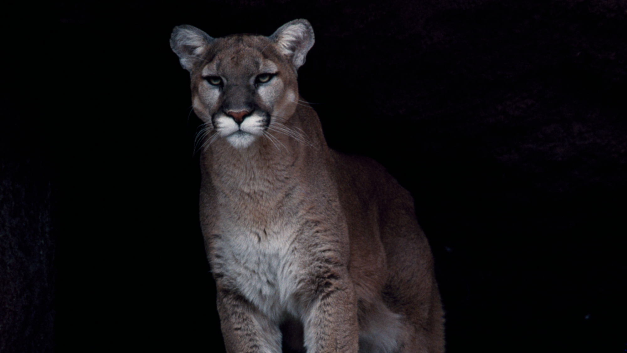 A mountain lion is pictured standing against a dark background.