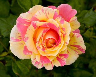 Mediterranean plants Rose ‘Claude Monet’ Climber in flower