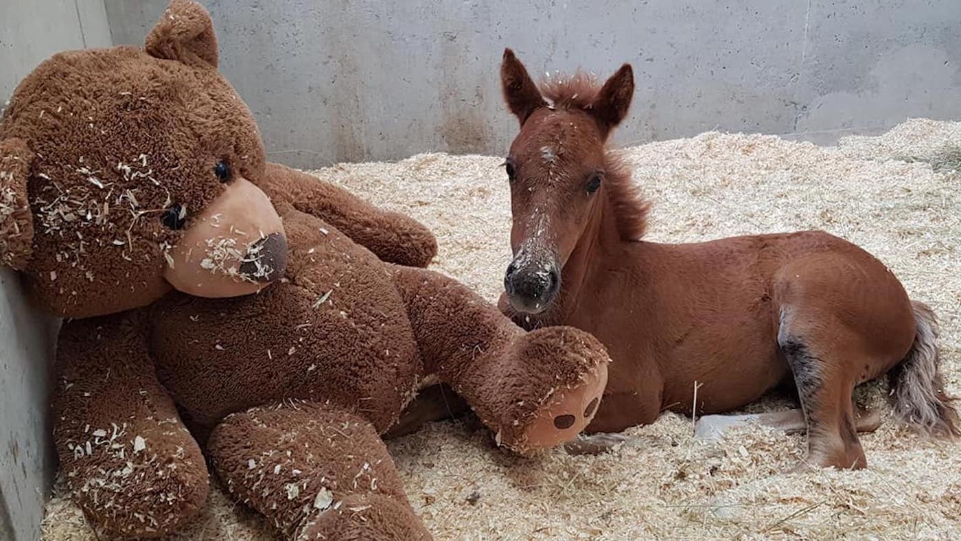 Ava-and-teddy-bear-copy.jpg