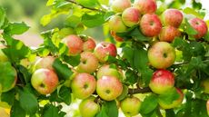 The branch of an apple tree covered in apples