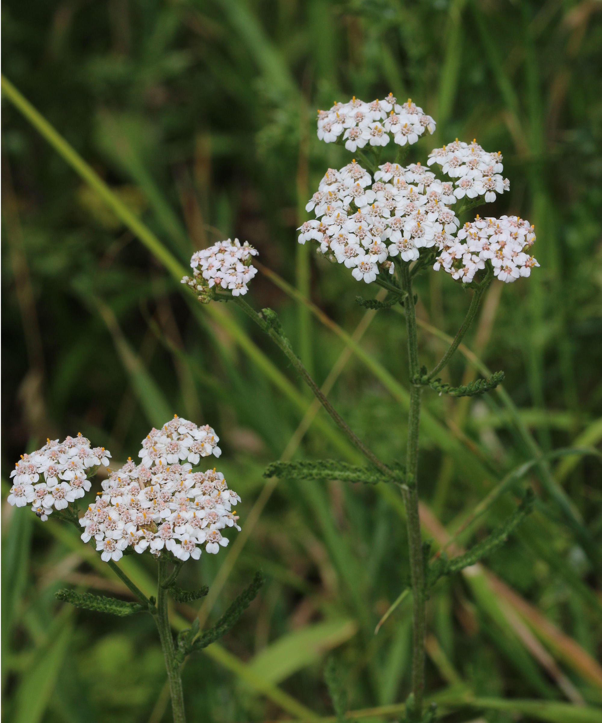 White yarrow
