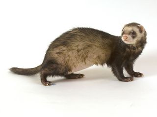 Ferret and H5N1 research. Researchers altered bird flu viruses so they spread between ferrets through the air.