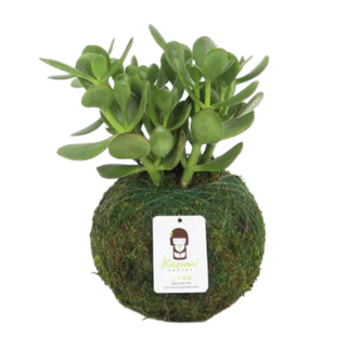 A jade plant in a moss ball from Nature Hills