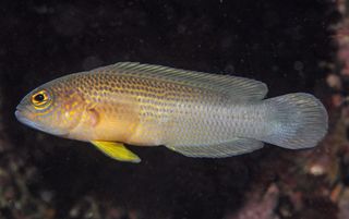 Pseudochromis new dottyback, one of nine new species identified through Conservation International’s Bali Rapid Assessment Program.