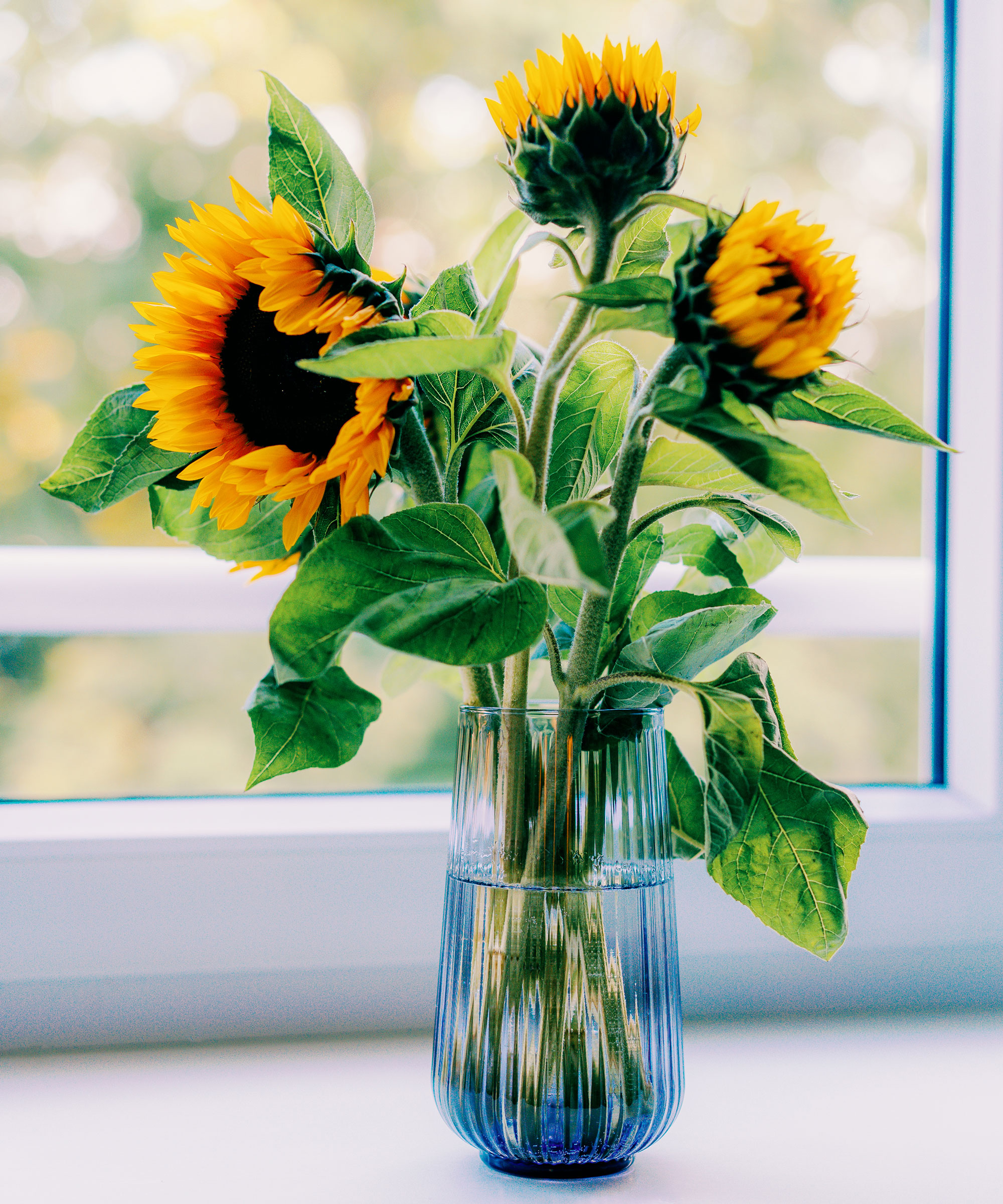 sunflowers in a blue glass vase on a windowsill