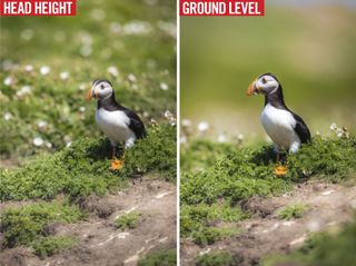 Puffin portraiture