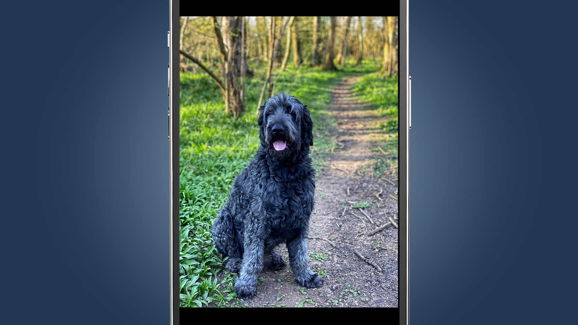 A dog sitting down on a forest trail