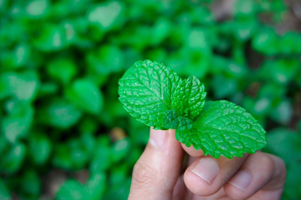 How to grow mint