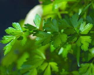 parsley growing outdoors in a garden