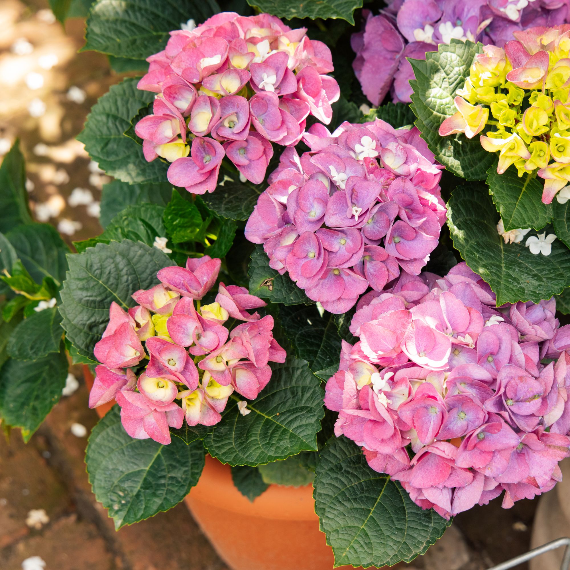 autumn hydrangeas in pot