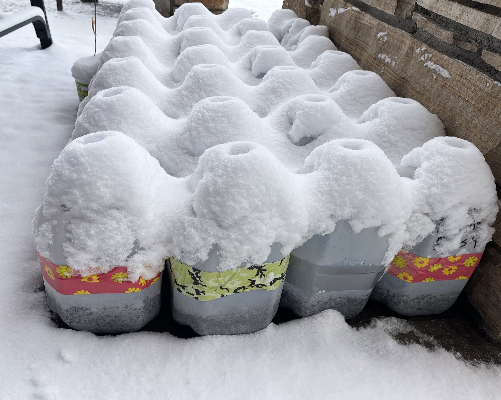 Milk jug mini greenhouses covered in snow