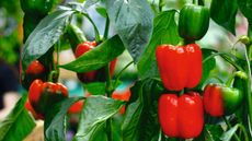 Red and green sweet peppers growing on a plant