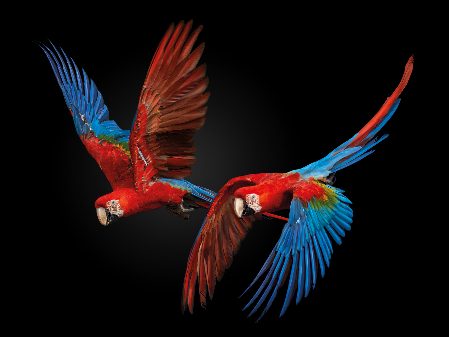Two vibrant scarlet macaws with blue and green feathers soar gracefully against a black background