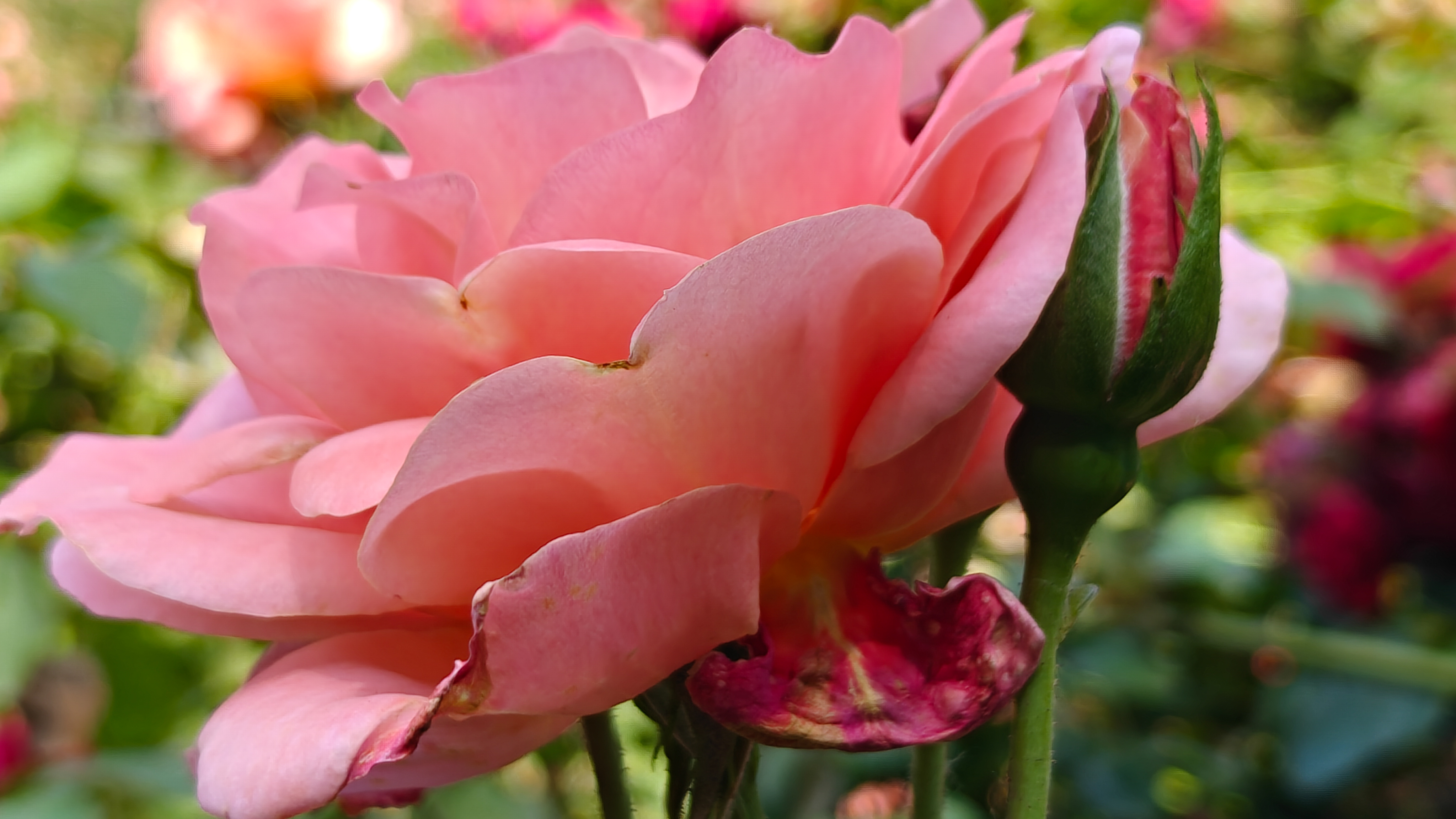 A pink flower photographed by the OnePlus 13