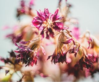 Wilting flowers