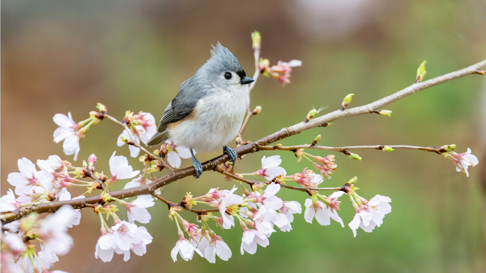 Tufted titmouse on blossom branch