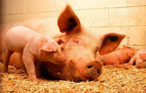 A mama and baby pig.