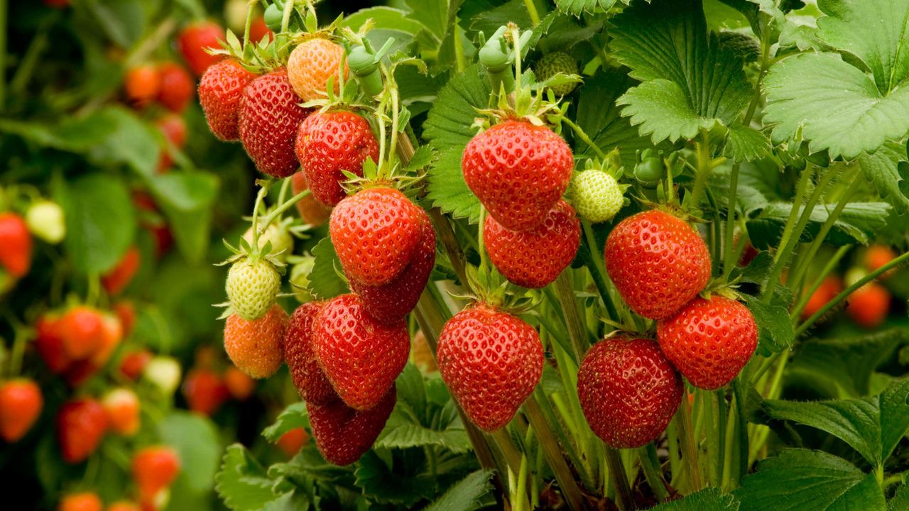 &#039;Florence&#039; strawberry fruiting and ripening in late summer