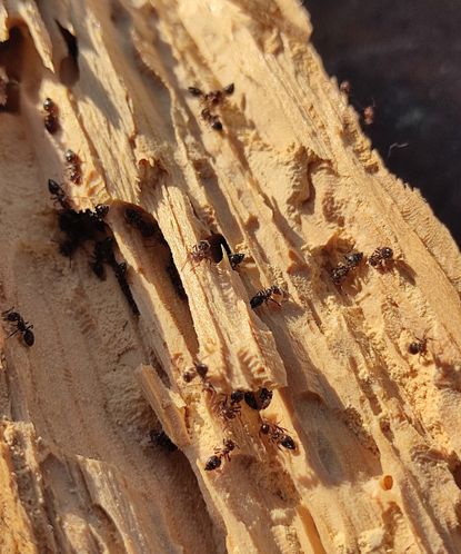 How To Get Rid Of Carpenter Ants: Pest Expert-approved Tips | Homes ...