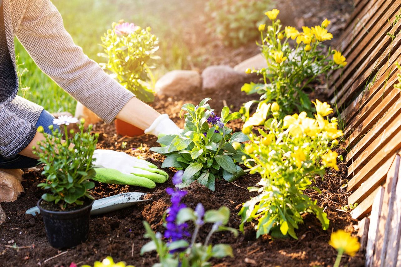 Gardener Planting Flowers In Garden