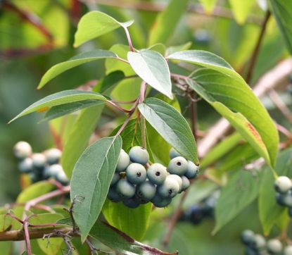 Silky Dogwood Shrubs