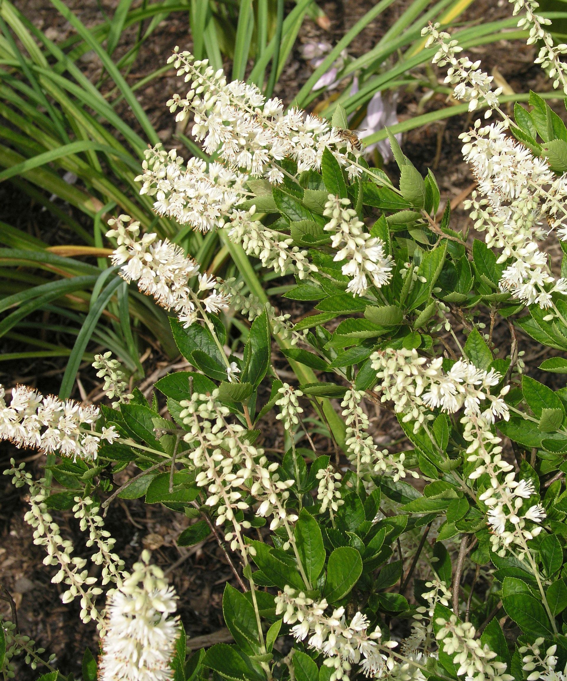 16+ Plants For Wet Areas Plants for wet soil: 16 varieties for damp places | Homes and Gardens