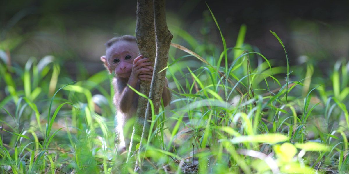 11 Stunning Nature Documentaries Available On Disney+ | Cinemablend