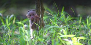 A baby monkey in Monkey Kingdom
