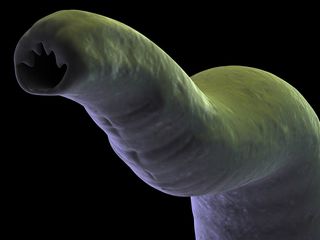 a close-up image of a hookworm