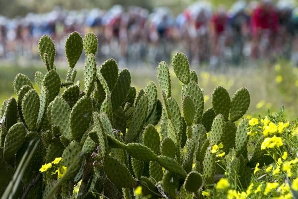 The peloton could well have been cactus before a crash marred the stage and the race was neutralised.