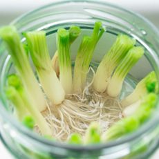 Roots growing from green onions in a glass jar of water