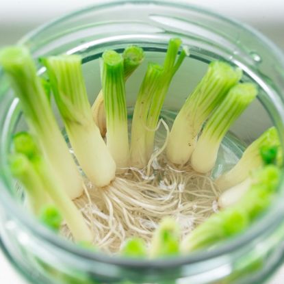 Roots growing from green onions in a glass jar of water