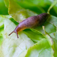 Slug eating lettuce